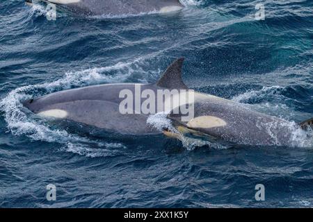 Un grand groupe d'épaulards de type B du détroit de Gerlache (Orcinus Orca), voyageant et socialisant dans le détroit de Gerlache, Antarctique, régions polaires Banque D'Images