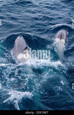 Un grand groupe d'épaulards de type B du détroit de Gerlache (Orcinus Orca), voyageant et socialisant dans le détroit de Gerlache, Antarctique, régions polaires Banque D'Images