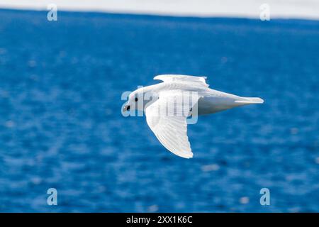 Pétrel des neiges adulte (Pagodroma nivea nivea), en vol près de la péninsule Antarctique, Antarctique, Océan Austral, régions polaires Banque D'Images