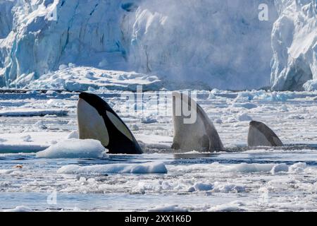 Garnir de glace épaulards de type B (Orcinus Orca), trouvant un léopard de mer (Hydrurga leptonyx), sur une banquise en Antarctique, régions polaires Banque D'Images