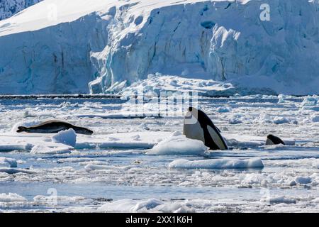 Garnir de glace épaulards de type B (Orcinus Orca), trouvant un léopard de mer (Hydrurga leptonyx), sur une banquise en Antarctique, régions polaires Banque D'Images