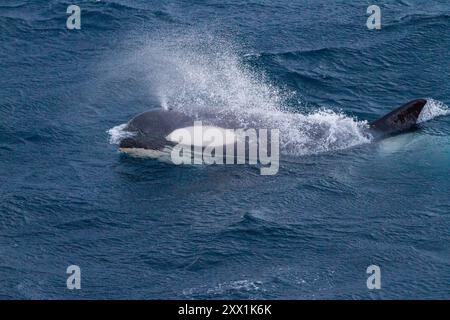 Un grand groupe d'épaulards de type B du détroit de Gerlache (Orcinus Orca), voyageant et socialisant dans le détroit de Gerlache, Antarctique, régions polaires Banque D'Images