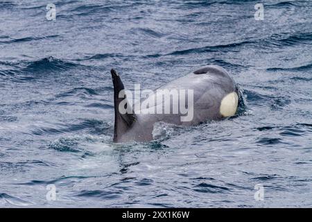 Une petite nacelle de la glace type B épaulards (Orcinus Orca), juste après avoir tué un phoque de Weddell dans le canal Lemaire, Antarctique, régions polaires Banque D'Images