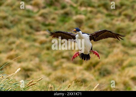 Shag impérial (Phalacrocorax atriceps), retournant au nid de New Island dans les îles Falkland, en Amérique du Sud Banque D'Images