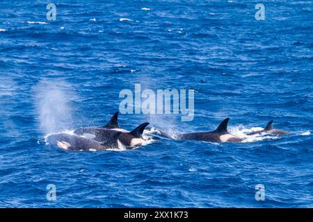 Petite nacelle de huit à dix orques océaniques de type A (Orcinus Orca), chassant près de Stanley, îles Falkland, Amérique du Sud Banque D'Images