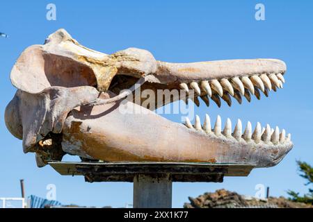 Crâne d'un orque adulte (Orcinus Orca), exposé à l'intérieur de la ville de Stanley, îles Falkland, océan Atlantique Sud, Amérique du Sud Banque D'Images