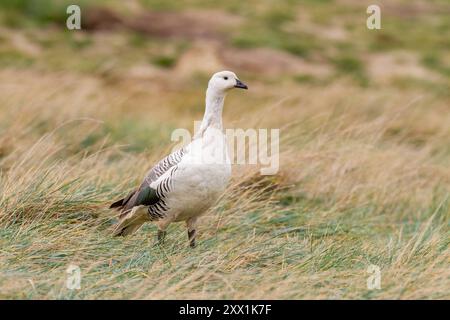 Oie Magellan mâle adulte (oie des hautes terres) (Chloephaga picta), sur New Island dans les îles Falkland, océan Atlantique Sud, Amérique du Sud Banque D'Images