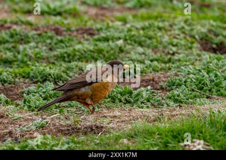 Muguet austral adulte (Turdus falklandii falklandii), avec la jambe droite proprement cassée sur l'île Carcass dans les îles Falkland, Amérique du Sud Banque D'Images