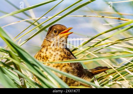 Muguet austral adulte (Turdus falklandii falklandii), dans l'herbe à tussock sur l'île Carcass dans les îles Falkland, Amérique du Sud Banque D'Images