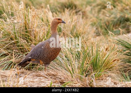 Oie Magellan (oie des hautes terres) (Chloephaga picta), femelle adulte, sur New Island dans les îles Falkland, océan Atlantique Sud, Amérique du Sud Banque D'Images