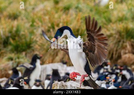 Shag impérial (Phalacrocorax atriceps), retournant au nid de New Island dans les îles Falkland, en Amérique du Sud Banque D'Images