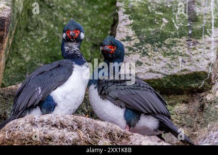 Shag de roche (Phalacrocorax magellanicus), paire présentant un comportement de cour près de New Island dans les îles Falkland, Amérique du Sud Banque D'Images