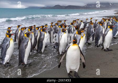 Manchots royaux adultes (Aptenodytes patagonicus) revenant de la mer à la colonie de nidification de la plaine de Salisbury, Géorgie du Sud, régions polaires Banque D'Images