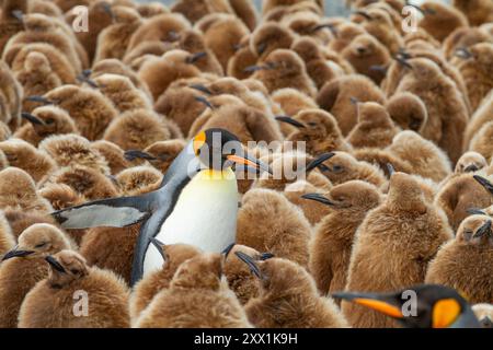 Manchot royal adulte (Aptenodytes patagonicus) parmi les poussins de la colonie de reproduction de Gold Harbour, île de Géorgie du Sud, régions polaires Banque D'Images