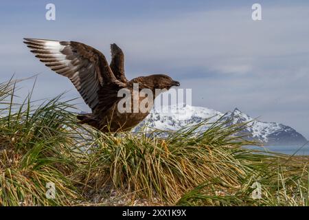 Skua subantarctique adulte (Catharacta antarctica lonnbergi) sur tussac dans la plaine de Salisbury sur l'île de Géorgie du Sud, régions polaires Banque D'Images