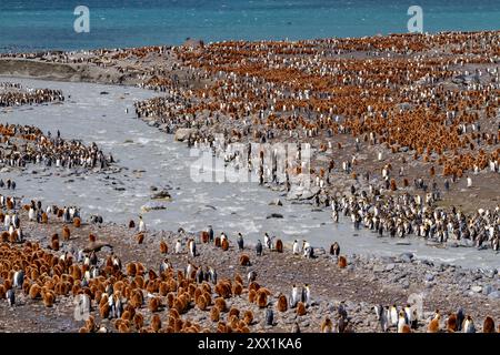 Manchots royaux adultes (Aptenodytes patagonicus) parmi les poussins de la colonie de reproduction de Gold Harbour, île de Géorgie du Sud, régions polaires Banque D'Images