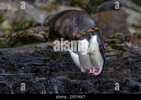 Manchots macaronis (Eudyptes chrysolophus) grimpant les falaises abruptes de Hercules Bay sur l'île de Géorgie du Sud, régions polaires Banque D'Images