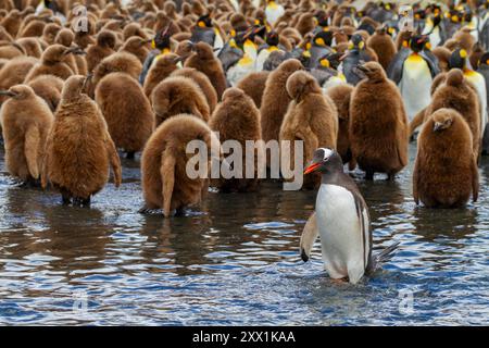 Manchot gentou adulte (Pygoscelis papua) parmi les manchots royaux (Aptenodytes patagonicus) dans la colonie de nidification et de reproduction sur l'île de Géorgie du Sud Banque D'Images