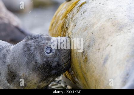 Mère éléphant de mer du sud (Mirounga leonina) jeune chiot allaitant au site de reproduction de Peggotty Bluff, île de Géorgie du Sud, régions polaires Banque D'Images