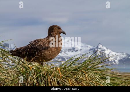 Skua subantarctique adulte (Catharacta antarctica lonnbergi) sur tussac dans la plaine de Salisbury sur l'île de Géorgie du Sud, régions polaires Banque D'Images