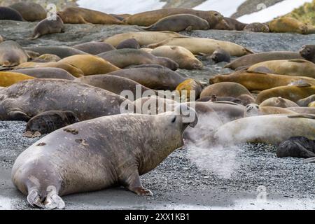 Taureau adulte éléphant de mer du sud (Mirounga leonina) lançant un défi de soufflage à Gold Harbour en Géorgie du Sud, régions polaires Banque D'Images