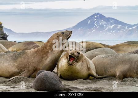 Éléphant de mer femelle du sud (Mirounga leonina) montrant une légère agression au port de Moltke sur l'île de Géorgie du Sud, régions polaires Banque D'Images