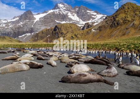 Éléphant de mer du Sud (Mirounga leonina) petits sevrés dormant sur la plage de Gold Harbour en Géorgie du Sud, régions polaires Banque D'Images