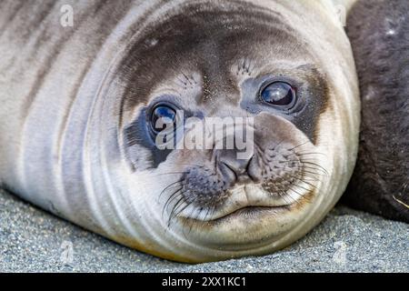 Tête de chiot sevrée d'éléphant de mer du Sud (Mirounga leonina) sur la plage de Gold Harbour, en Géorgie du Sud, régions polaires Banque D'Images