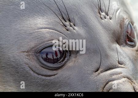 Éléphant de mer du Sud (Mirounga leonina) détail sevré de chiot sur la plage de Gold Harbour en Géorgie du Sud, régions polaires Banque D'Images