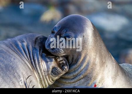 Éléphant de mer du Sud (Mirounga leonina) les chiots sevrés se moquent des combats sur la plage de Gold Harbour, île de Géorgie du Sud, régions polaires Banque D'Images