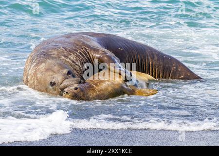 Éléphant de mer du Sud (Mirounga leonina) taureau tenant une femelle adulte dans le surf pour s'accoupler avec elle, Géorgie du Sud, régions polaires Banque D'Images