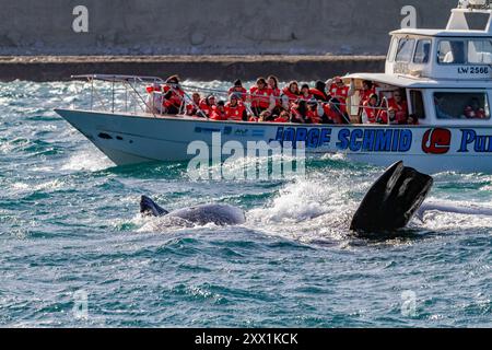 Baleine franche australe (Eubalaena australis) mère et veau près d'un bateau d'observation des baleines à Puerto Pyramides, Argentine, Amérique du Sud Banque D'Images