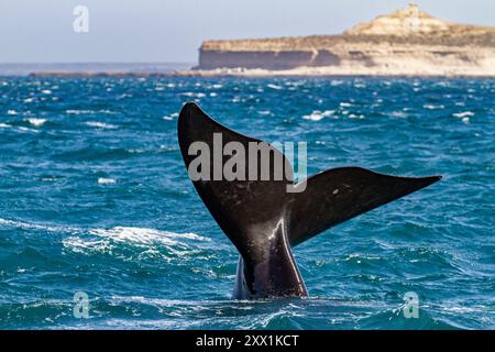 Baleine franche australe (Eubalaena australis) femelle adulte se précipite pour attraper le vent à Puerto Pyramides, Argentine, Amérique du Sud Banque D'Images