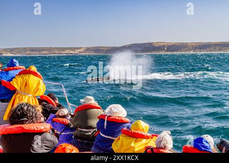 Baleine franche australe (Eubalaena australis) mère faisant surface près d'un bateau d'observation des baleines en Argentine, Amérique du Sud Banque D'Images