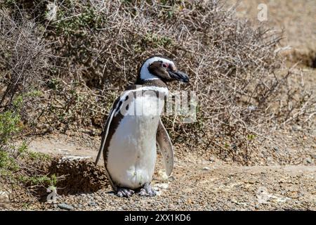 Manchot magellanique adulte (Spheniscus magellanicus) sur un site de reproduction sur la péninsule Valdez, Patagonie, Argentine, Amérique du Sud Banque D'Images