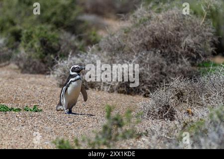 Manchot magellanique adulte (Spheniscus magellanicus) sur un site de reproduction sur la péninsule Valdez, Patagonie, Argentine, Amérique du Sud Banque D'Images