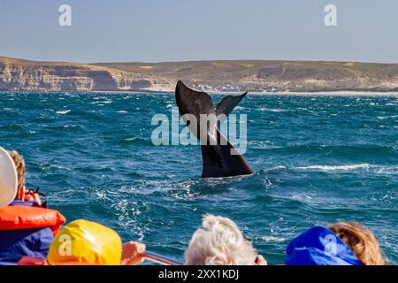 La baleine noire australe (Eubalaena australis) plonge près d'un bateau d'observation des baleines à Puerto Pyramides, Argentine, Amérique du Sud Banque D'Images