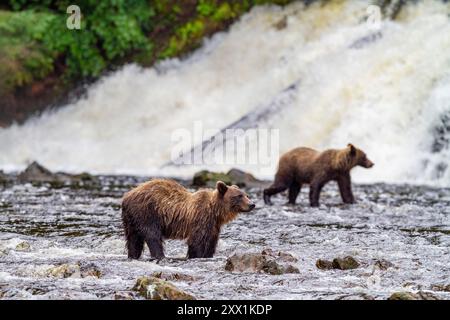 Couple d'ours bruns adultes (Ursus arctos) pêchant le saumon rose à Pavlof Harbor, sur l'île Chichagof, dans le sud-est de l'Alaska, aux États-Unis d'Amérique Banque D'Images