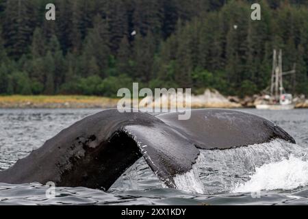 La baleine à bosse adulte (Megaptera novaeangliae) plonge dans le col d'Inian, dans le sud-est de l'Alaska, dans l'océan Pacifique, aux États-Unis d'Amérique, en Amérique du Nord Banque D'Images