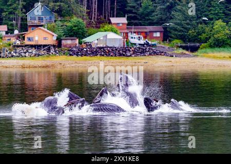 Rorquals à bosse adultes (Megaptera novaeangliae) se nourrissant en coopération avec des filets à bulles, sud-est de l'Alaska, États-Unis d'Amérique, Amérique du Nord Banque D'Images