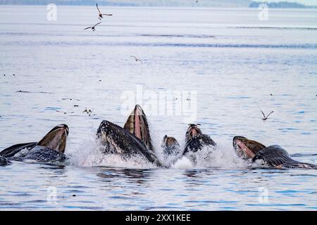 Rorquals à bosse adultes (Megaptera novaeangliae) se nourrissent en coopération avec des filets à bulles dans le col de Snow, Alaska, États-Unis d'Amérique, Amérique du Nord Banque D'Images