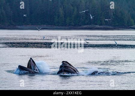 Rorquals à bosse adultes (Megaptera novaeangliae) se nourrissant en coopération avec des filets à bulles, sud-est de l'Alaska, États-Unis d'Amérique, Amérique du Nord Banque D'Images