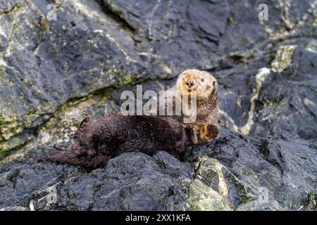 Une observation rare d'une loutre de mer femelle adulte (Enhydra lutris kenyoni) traînée sur terre dans le col d'Inian, dans le sud-est de l'Alaska, dans l'océan Pacifique Banque D'Images