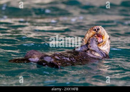 Femelle adulte loutre de mer (Enhydra lutris kenyoni) mangeant des oursins qu'elle a rassemblés au large du fond de la mer dans le col de l'Inian, dans le sud-est de l'Alaska, dans l'océan Pacifique Banque D'Images