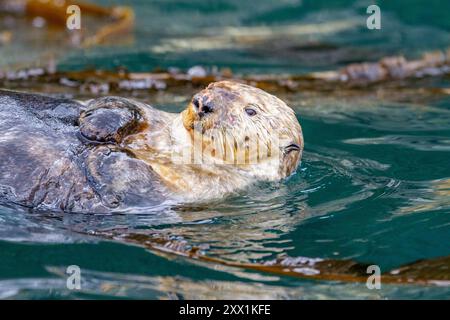 Femelle adulte loutre de mer (Enhydra lutris kenyoni) nageant dans le col d'Inian, dans le sud-est de l'Alaska, dans l'océan Pacifique, aux États-Unis d'Amérique, en Amérique du Nord Banque D'Images