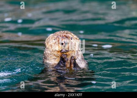 Femelle adulte loutre de mer (Enhydra lutris kenyoni) mangeant des oursins qu'elle a rassemblés au large du fond de la mer dans le col de l'Inian, dans le sud-est de l'Alaska, dans l'océan Pacifique Banque D'Images