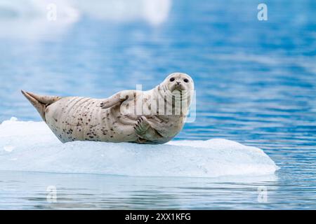 Phoque commun (Phoca vitulina) tiré sur de la glace vêlée du glacier South Sawyer, du sud-est de l'Alaska, des États-Unis d'Amérique, de l'Amérique du Nord Banque D'Images