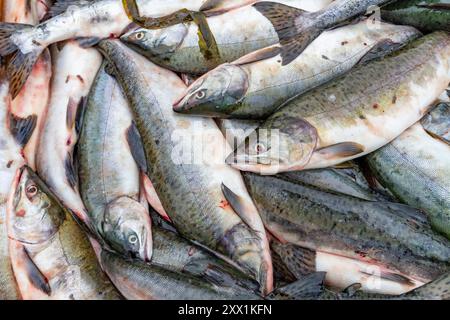 Gros plan de prises de poissons dans la ville de pêcheurs de Petersburg sur l'île Mitkof, sud-est de l'Alaska, océan Pacifique, États-Unis d'Amérique, Amérique du Nord Banque D'Images