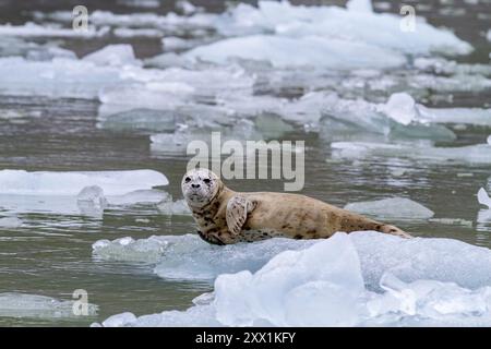 Phoque commun (Phoca vitulina) tiré sur de la glace vêlée du glacier South Sawyer, du sud-est de l'Alaska, des États-Unis d'Amérique, de l'Amérique du Nord Banque D'Images