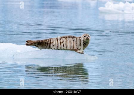 Phoque commun (Phoca vitulina) tiré sur de la glace vêlée du glacier South Sawyer, du sud-est de l'Alaska, des États-Unis d'Amérique, de l'Amérique du Nord Banque D'Images